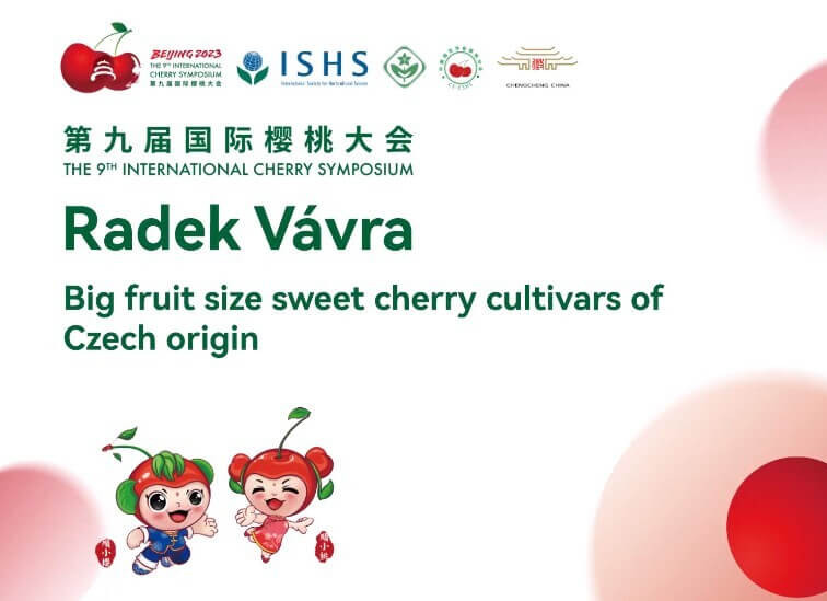 Radek Vavra. Big fruit size sweet cherry cultivars of Czech origin